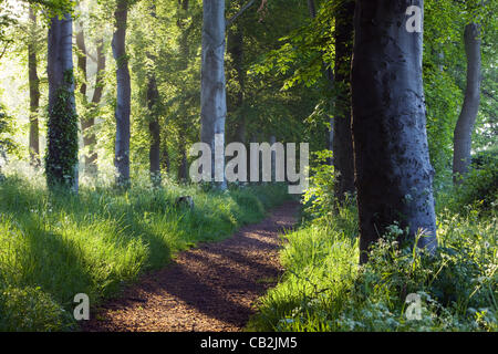 Eine Allee von Bäumen im Baysgarth Park, North Lincolnshire im Frühjahr Stockfoto