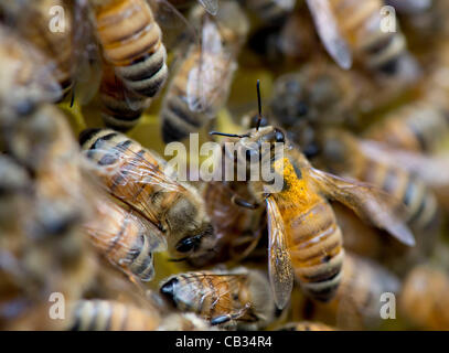 Arbeiten Sie 27. Mai 2012 - Roseburg, Oregon, USA - eine aktive Schar von Honigbienen, einige beschichtet mit Pollen, in ihren Bienenstock auf einer kleinen Farm in der Nähe von Roseburg.  Experten noch voll verstehe nicht was Kolonie-Einsturz-Syndrom verursacht, aber die meisten einig, dass die massive Verlust von Honigbienen meine Multiple verursacht wird Stockfoto