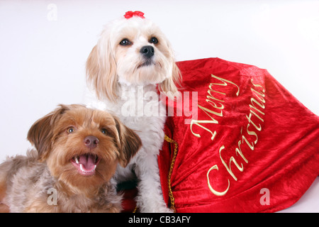 Ein Cavalier King Charles Spaniel und Pudel Yorkshire-Terrier Welpen als Weihnachtsgeschenke Stockfoto