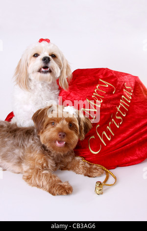 Ein Cavalier King Charles Spaniel und Yorkshire-Terrier Pudel Weihnachten präsentiert Stockfoto