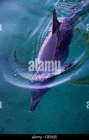 Delphinschwimmen in seichtem Wasser in Queensland-Australien Stockfoto