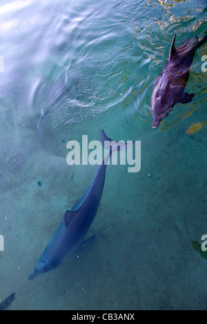 Zwei Delphine schwimmen im flachen Wasser in Queensland-Australien Stockfoto