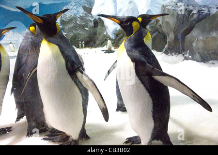 Kaiserpinguine (Aptenodytes Forsteri) Stockfoto