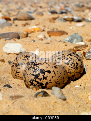 Zwergseeschwalbe Eiern am Strand bei Kessingland Suffolk England UK wo eine Kolonie von Seevögeln direkt auf die Schindel Eiablage Stockfoto