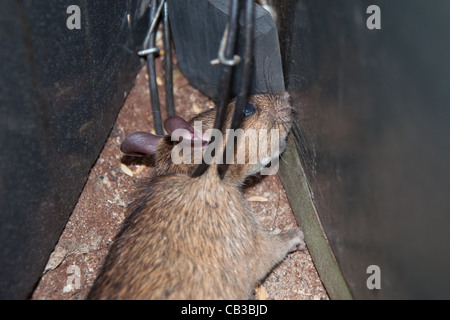 Gefangene Ratte Stockfoto