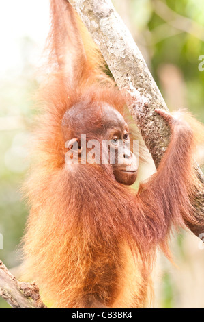 Junger Orang-Utan Orang Utan Orang-Utan hält einen kleinen Baumstamm. Stockfoto