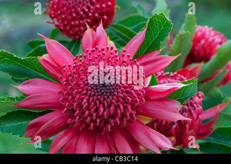 Waratah "Telopea Speciosissima" Australien Stockfoto