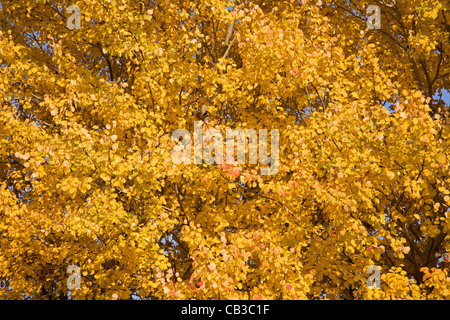 Herbst - Farben von aspen Krone Stockfoto