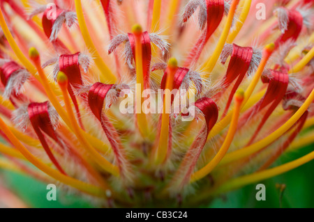 Das Protea "Karneval Orange" Leucospermum cuneforme Stockfoto