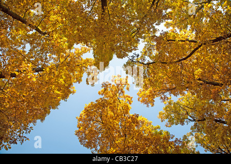 Wald-Kronen im Herbst Stockfoto