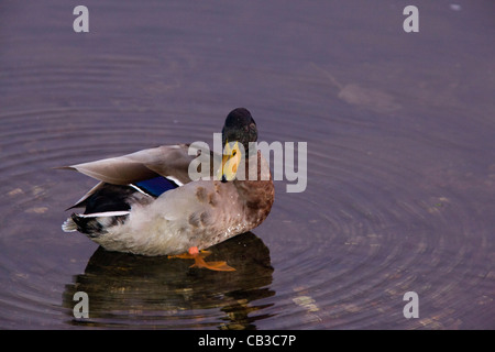 Männliche Stockente Anas Platyrhynchos stehen im flachen Wasser mit Wellen. Stockfoto