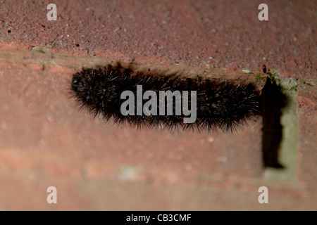 Leopard-Motte Ecpantheria Scribonia Caterpillar Stockfoto