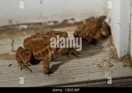 Amerikanische Kröte Bufo americanus Stockfoto