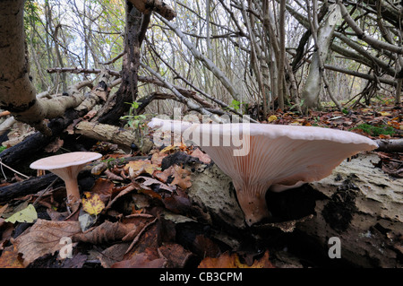 Zwei Trooping Trichter Pilze - Clitocybe geotropa Stockfoto