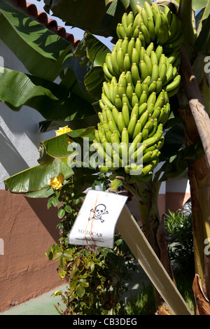 Verboten, um Bananen, Teneriffa, Kanarische Inseln, Spanien zu holen. Stockfoto