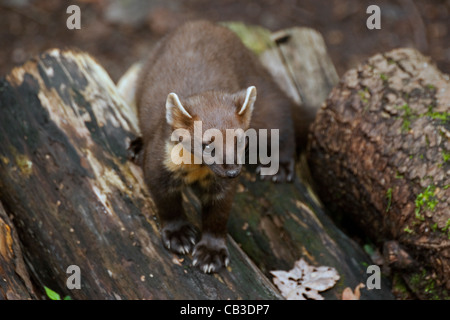 Europäischen Baummarder (Martes Martes) auf Holzstapel im Wald Stockfoto