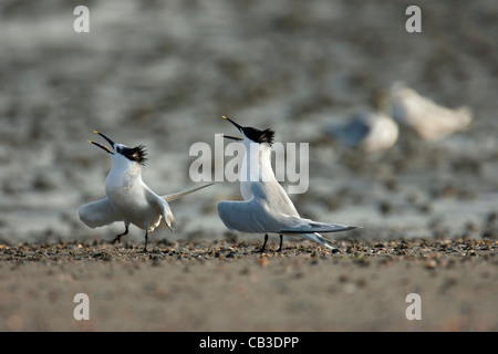 Brandseeschwalben (Thalasseus Sandvicensis / Sterna Sandvicensis) ruft am Strand in Brutkolonie in Zeebrugge, Belgien Stockfoto