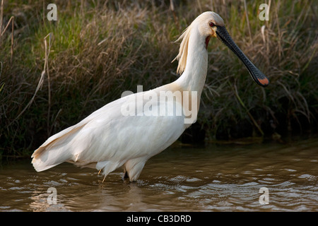 Eurasische Löffler / gemeinsame Löffler (Platalea Leucorodia) auf Nahrungssuche im flachen Wasser, Texel, Niederlande Stockfoto