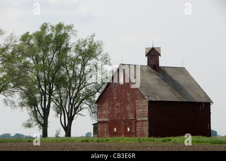 Scheune auf Grasland, in der Nähe von Champaign-Urbana, Illinois, USA Stockfoto