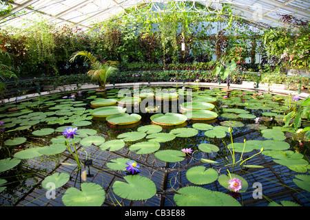 Waterlily House in Kew Gardens in London Stockfoto