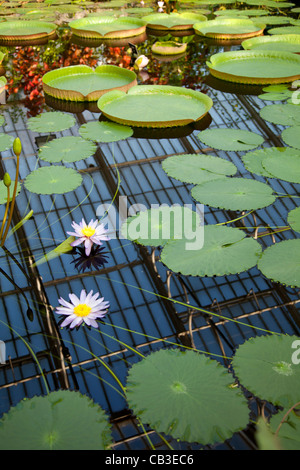 Waterlily House in Kew Gardens in London Stockfoto