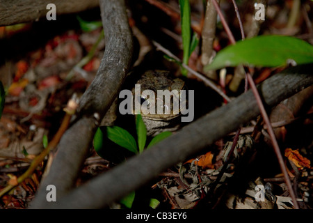 Amerikanische Kröte Bufo americanus Stockfoto