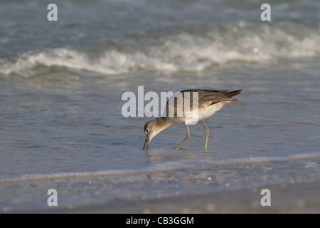 Fütterung von Willett (Catoptrophorus Semipalmatus) Stockfoto