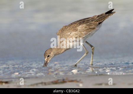 Fütterung von Willett (Catoptrophorus Semipalmatus) Stockfoto