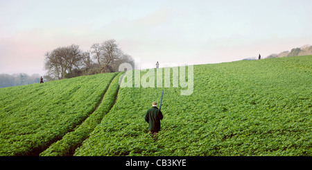 Fasan schießen in Surrey. Stockfoto