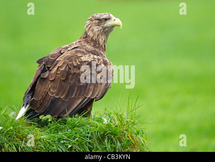 Seeadler (Haliaeetus Horste) Stockfoto