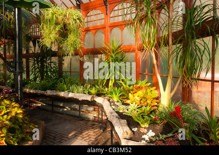 Im Inneren der Wintergarten im Stamford Park, Ashton unter Lyne Tameside, Manchester, England, UK Stockfoto