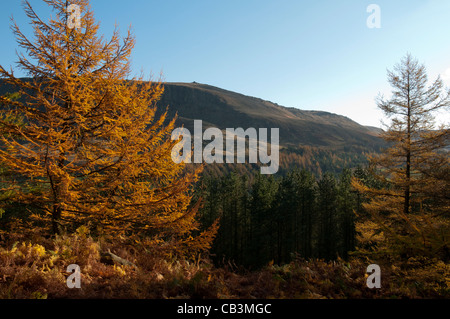 Herbstfarben nahe Dove Stone Reservoir, Saddleworth, Oldham, Greater Manchester, England, UK. Dove Stone Moos dahinter. Stockfoto