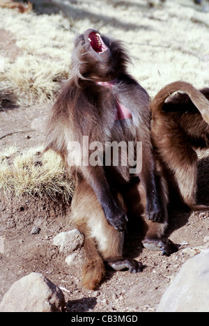 Afrika, Äthiopien, Simien Berge, Gelada Affen Theropithecus gelada Stockfoto