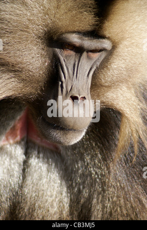 Afrika, Äthiopien, Simien Berge, männlichen Gelada Affen Theropithecus gelada Stockfoto