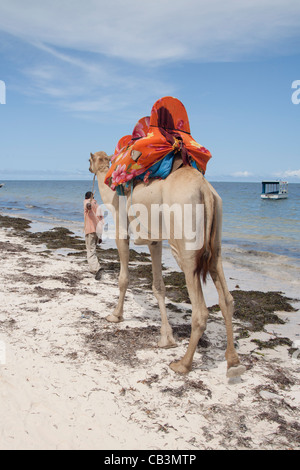 Ein Mann mit Kamel reitet auf Bamburi Beach, Mombasa, Kenia, Afrika. Stockfoto