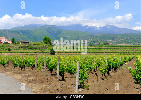 Weingut Taormina Sizilien Mediterranean Sea Island Stockfoto