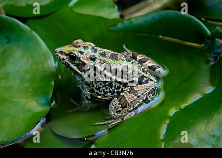 Europäische grüne Kröte (Bufo Viridis oder Pseudepidalea Delegierter) auf Seerose Blatt Stockfoto