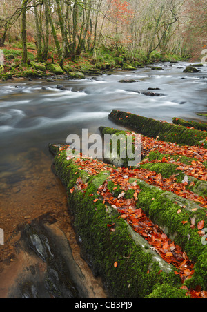 Der Fluß Barle in der Nähe von Tarr Steps. Herbst. Exmoor National Park. Somerset. England. VEREINIGTES KÖNIGREICH. Stockfoto