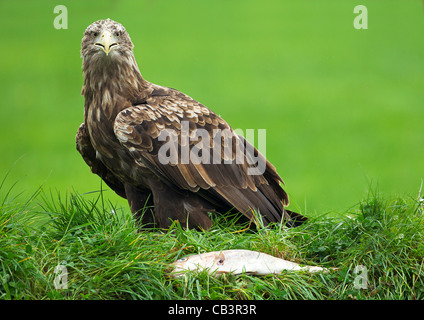 Seeadler (Haliaeetus Horste) Stockfoto