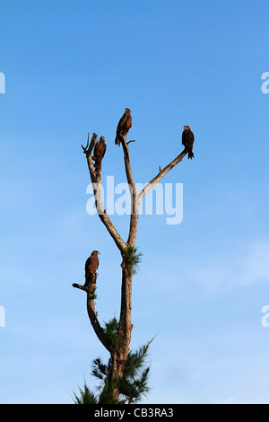 Kerala-Eagles Stockfoto