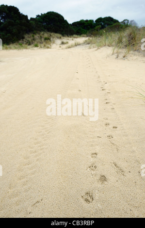 Tasmanische Teufel Spuren im Sand, Westküste, Tasmanien, Australien Stockfoto