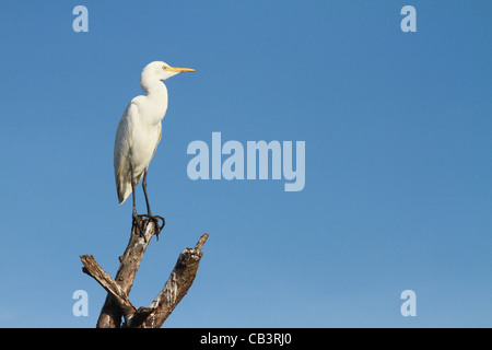 Indische Heron Stockfoto