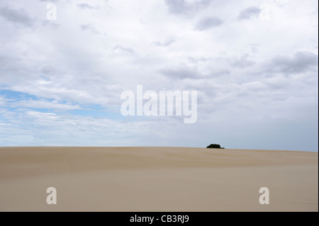 Henty Dünen, Westküste, Tasmanien, Australien Stockfoto