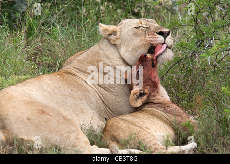 Löwin Reinigung Cub, Panthera Leo, nach Kill, Kwandwe private Reserve, Eastern Cape, Südafrika Stockfoto