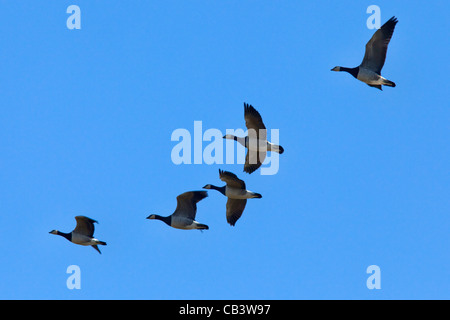 Weißwangengans, fliegen, Branta Leucopsis, Caerlaverock WWT, Dumfries, Scotland Stockfoto