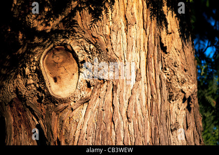 Die Rinde von Western Red cedar Stockfoto