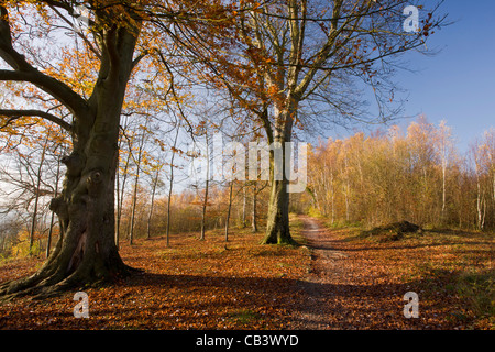 Wanderweg am Mill Hill, North Downs im Herbst; Pflanzenwelt Reserve an Ranscombe Bauernhof, Kent. Stockfoto