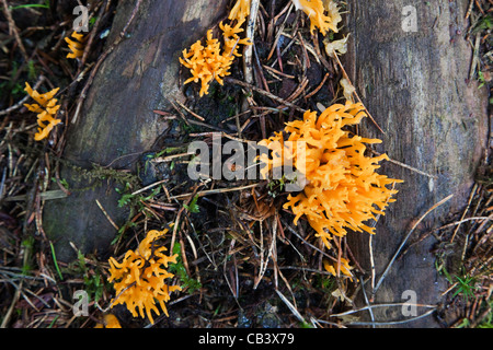 Gelbe Stagshorn Pilze, Calocera Viscosa, wachsen auf Holz in Nadel-Wäldern, Northumberland, UK Stockfoto