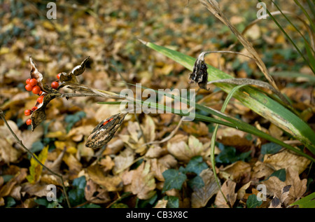 Gladdon oder stinkenden Iris in Obst, auf Pflanzenwelt Reserve an Ranscombe Bauernhof, Kent. Stockfoto