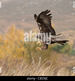 Steinadler (Aquila Chrysaetos) während des Fluges und über den Boden. Stockfoto